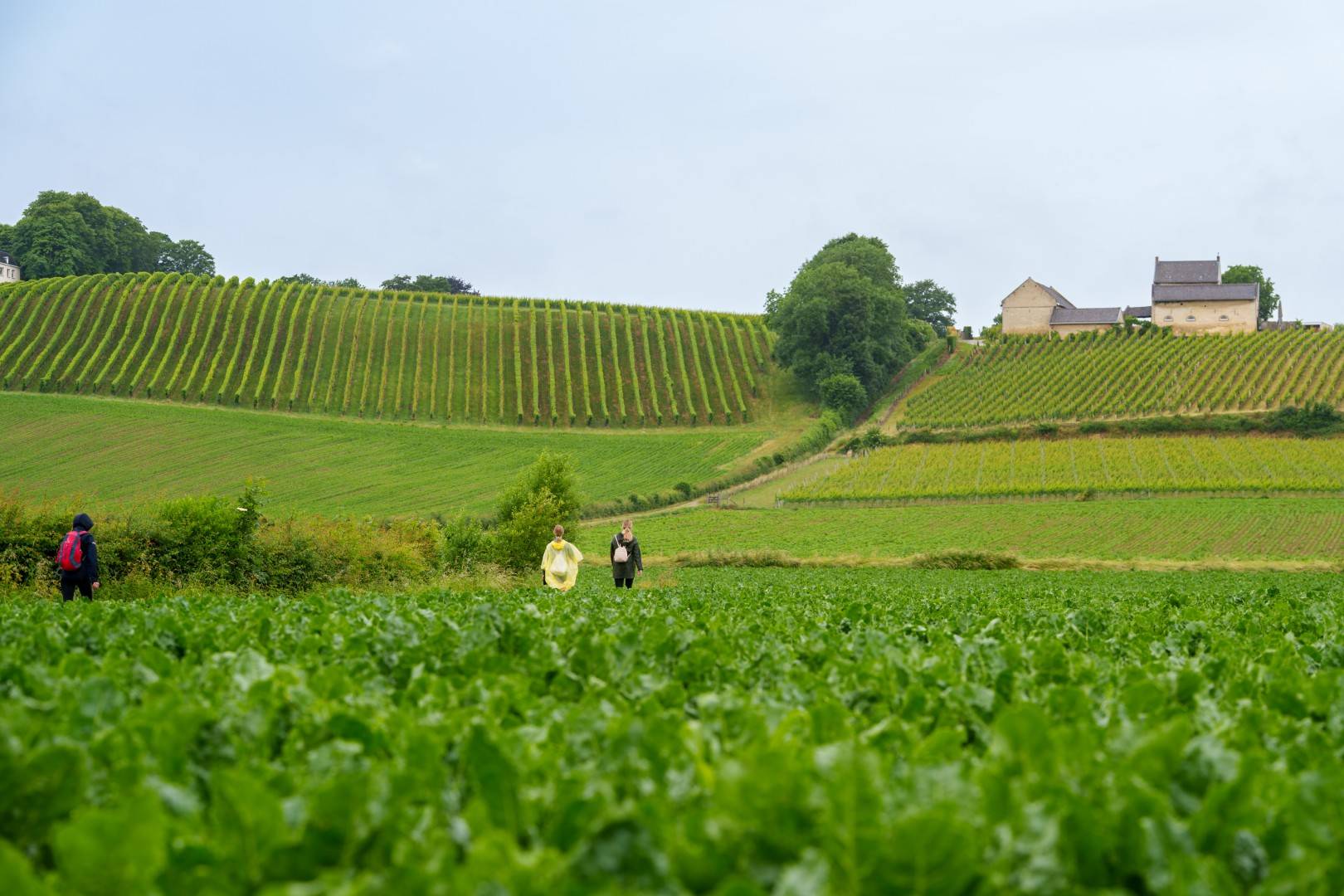 Maastrichts Mooiste wandeling